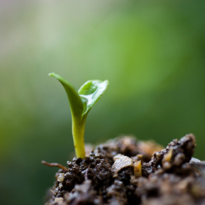startend plantje