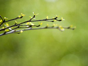 ontluikende natuur